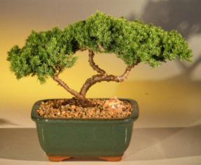 Juniper Bonsai Tree<br><i>(juniper procumbens nana)</i>