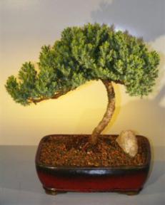 Juniper Bonsai Tree<br><i>(juniper procumbens nana)</i>