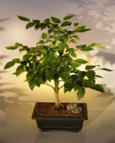 Korean Hornbeam Bonsai Tree<br><i>(carpinus coreana)</i>