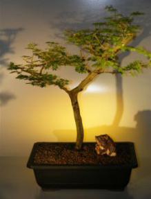 Flowering Brazilian Raintree Bonsai Tree <br><i>(pithecellobium tortum)</i>