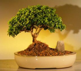 Japanese Kingsville Boxwood Bonsai Tree<br><i>(buxus microphylla compacta)</i>