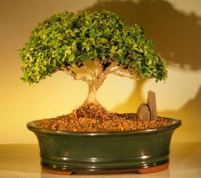 Japanese Kingsville Boxwood Bonsai Tree<br><i>(buxus microphylla compacta)</i>