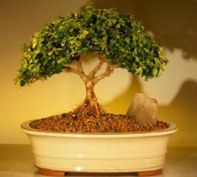 Japanese Kingsville Boxwood Bonsai Tree<br><i>(buxus microphylla compacta)</i>