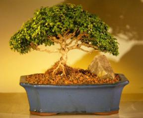 Japanese Kingsville Boxwood Bonsai Tree<br><i>(buxus microphylla compacta)</i>