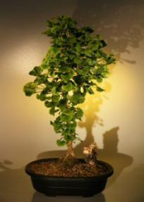 Ginkgo Bonsai Tree<br><i>(ginkgo biloba)</i>