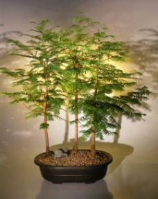 Redwood Bonsai Tree Forest Group<br><i>(metasequoia glyptostroboides)</i>