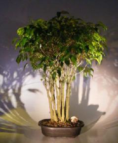 Ficus Bonsai Tree Forest Group<br><i>(ficus benjamina)</i>