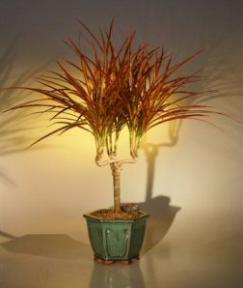 Dracena Bonsai Tree - Candelabra Style<br><i>(dracena marginata )      