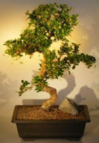 Fukien Tea Bonsai Tree <br><i>(ehretia microphylla)</i>