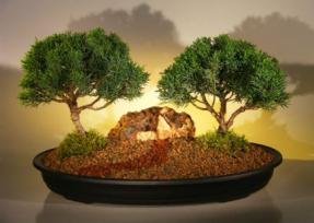 Shimpaku Juniper Bonsai Tree<br>Two Tree Planting<br><i>(juniperus chinensis)</i>