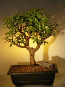 Baby Jade  Bonsai Tree<br><i>(Portulacaria Afra)</i>