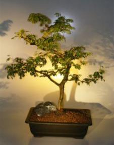 Flowering Brazilian Raintree Bonsai Tree <br><i>(pithecellobium tortum)</i>