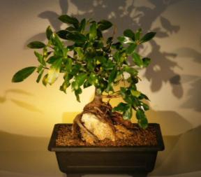 Root over Rock Ficus Bonsai Tree<br><i>(Ficus Natasha)</i>