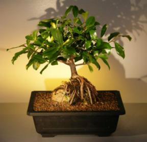 Root over Rock Ficus Bonsai Tree <br><i>(Ficus Natasha)</i>