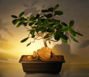 Root over Rock Ficus Bonsai Tree <br><i>(Ficus Natasha)</i>