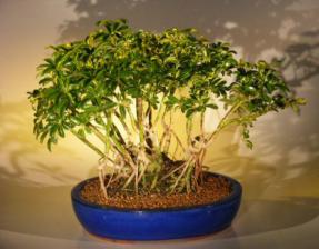 Hawaiian Umbrella Bonsai Tree <br> Variegated Banyan Style<br>(<i>arboricola schefflera</i>)