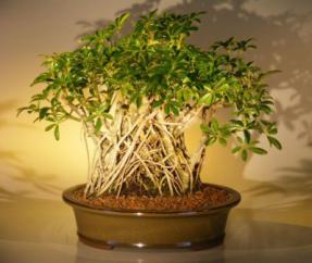 Hawaiian Umbrella Bonsai Tree <br> Variegated Banyan Style<br>(<i>arboricola schefflera</i>)