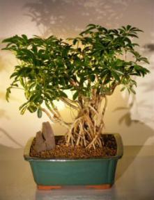 Hawaiian Umbrella Bonsai Tree <br> Banyan Style<br>(<i>arboricola schefflera</i>)