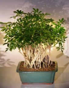 Hawaiian Umbrella Bonsai Tree <br> Banyan Style<br>(<i>arboricola schefflera</i>)