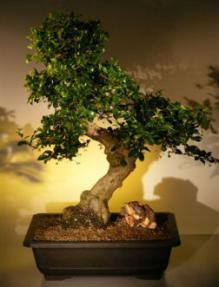 Fukien Tea Bonsai Tree <br><i>(ehretia microphylla)</i>