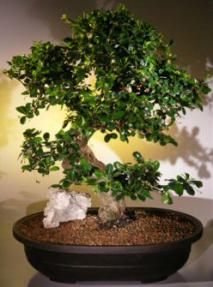 Fukien Tea Bonsai Tree <br><i>(ehretia microphylla)</i>