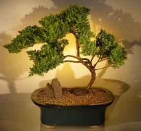 Juniper Bonsai Tree<br><i>(juniper procumbens nana)</i>