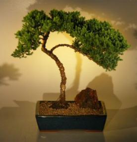 Juniper Bonsai Tree<br><i>(juniper procumbens nana)</i>