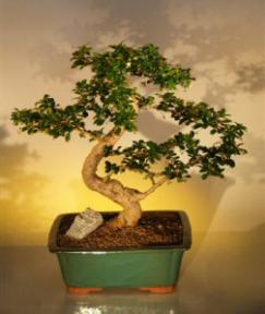 Fukien Tea Bonsai Tree <br><i>(ehretia microphylla)</i>