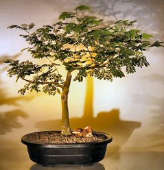 Flowering Brazilian Raintree Bonsai Tree <br><i>(pithecellobium tortum)</i>