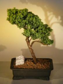 Juniper Bonsai Tree<br><i>(juniper procumbens 'nana')</i>