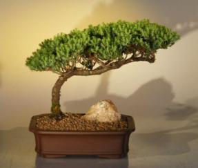 Juniper Bonsai Tree<br><i>(juniper procumbens 'nana')</i>