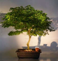 Flowering Brazilian Raintree Bonsai Tree <br><i>(pithecellobium tortum)</i>