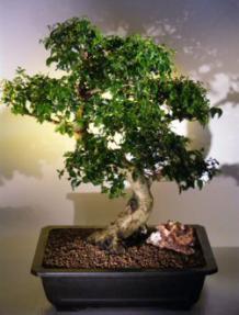 Flowering Ligustrum Bonsai Tree<br><i>(ligustrum lucidum)</i>