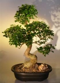 Flowering Ligustrum Bonsai Tree<br><i>(ligustrum lucidum)</i>