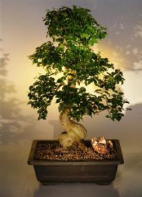 Flowering Ligustrum Bonsai Tree<br><i>(ligustrum lucidum)</i>