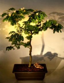 Flowering Brazilian Raintree Bonsai Tree <br><i>(pithecellobium tortum)</i>