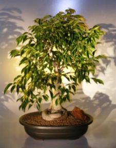 Ficus  Bonsai Tree<br><i>(ficus philippenensis)</i>