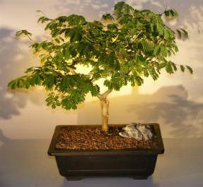 Flowering Brazilian Raintree Bonsai Tree <br><i>(pithecellobium tortum)</i>