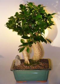 Ginseng Ficus Bonsai Tree<br><i>(ficus retusa)</i>