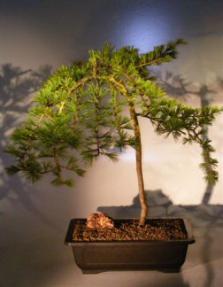 Weeping Hemlock Bonsai Tree<br><i>(heterophylla thorsen)</i>