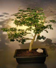 Brazilian Raintree Bonsai Tree <br><i>(pithecellobium tortum)</i>