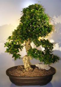 Flowering Fukien Tea Bonsai Tree <br><i>(ehretia microphylla)</i>