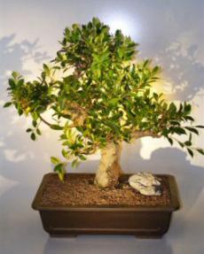 Ficus Retusa Bonsai Tree<br><i>(ficus retusa)</i>