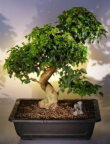 Flowering Ligustrum Bonsai Tree<br><i>(ligustrum lucidum)</i>