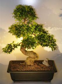 Flowering Ligustrum Bonsai Tree<br><i>(ligustrum lucidum)</i>