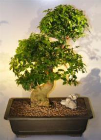 Flowering Ligustrum Bonsai Tree<br><i>(ligustrum lucidum)</i>