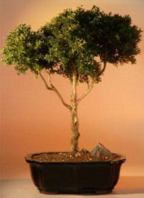 Japanese Kingsville Boxwood - 20