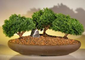 Tsukomo Cypress Bonsai Tree<br>Three (3) Tree Forest Group<br><i>(chamecyparis 