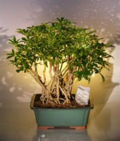 Hawaiian Umbrella Bonsai Tree <br> Banyan Style<br>(<i>arboricola schefflera</i>)