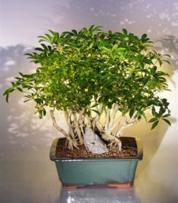 Hawaiian Umbrella Bonsai Tree <br> Banyan Style<br>(<i>arboricola schefflera</i>)